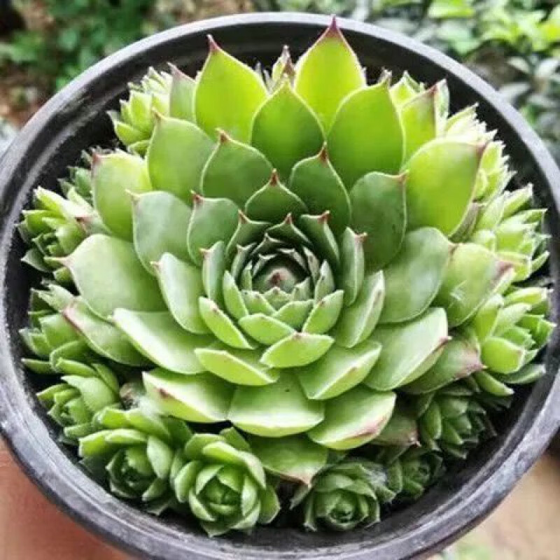 观音莲锦多肉植物观音莲群生多头老桩带仔室内办公室盆栽花 观音莲