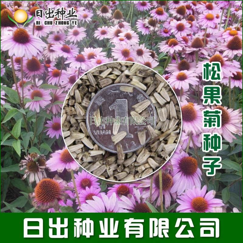 播种心情 紫松果菊种子 草原松果菊种子 紫锥花 景观花卉花海种子