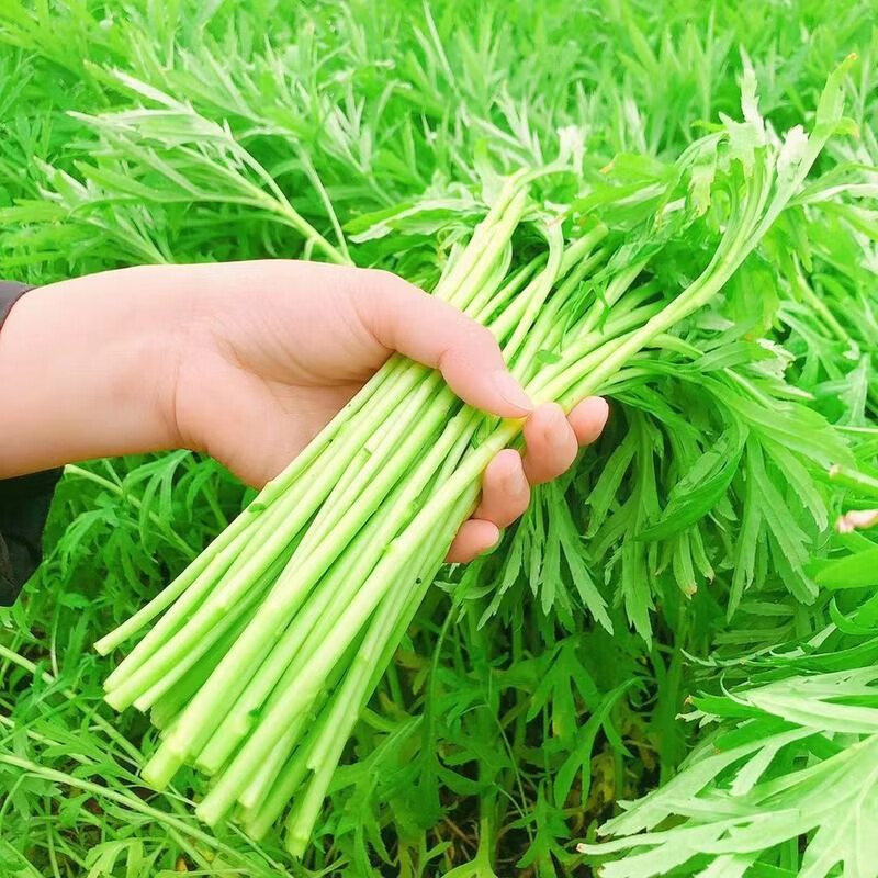 南京八卦洲芦蒿：一片绿色的宝藏