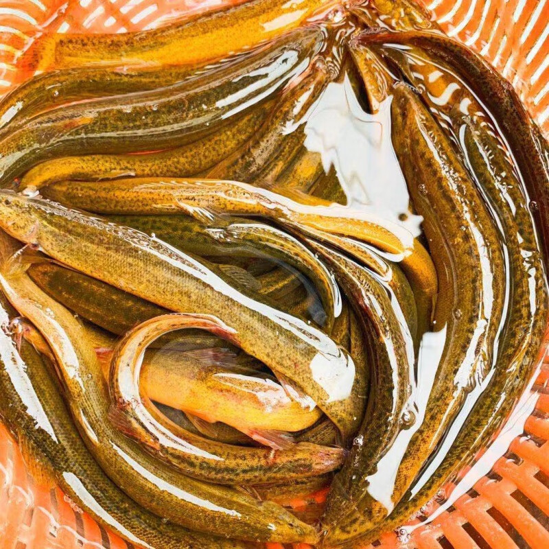 果亦橙应季新鲜大泥鳅鲜活活体现杀新鲜淡水滋补土泥鳅 【精选装】 8