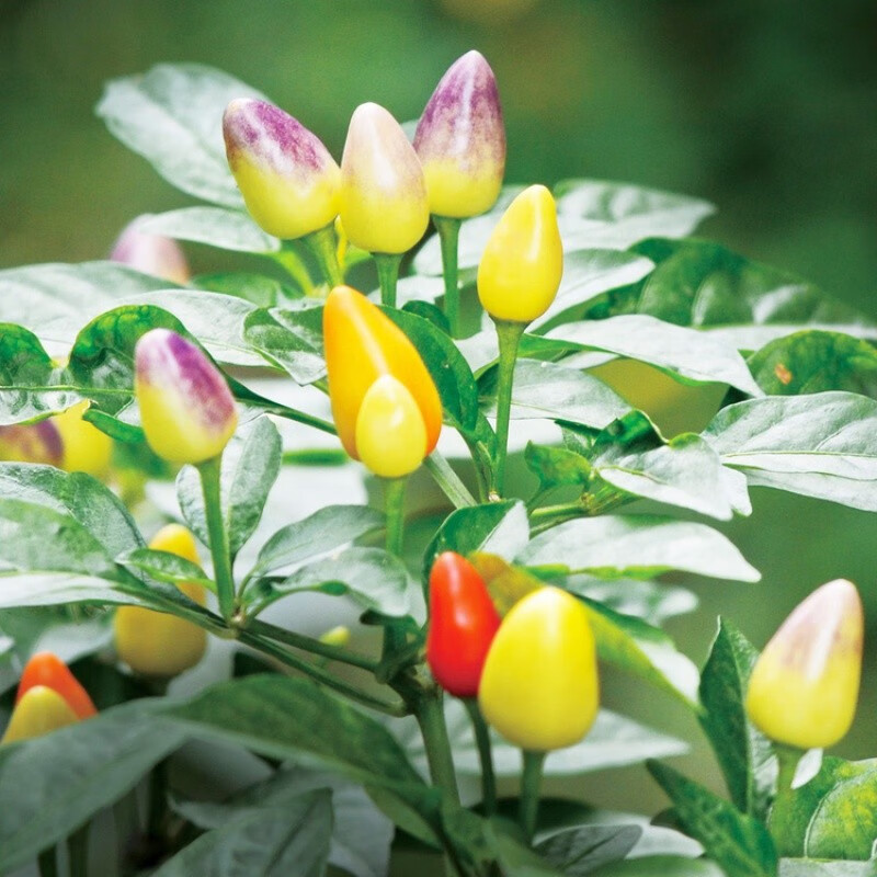 彩椒盆栽 可食用七彩椒耐热耐晒观赏小辣椒植物室内阳台盆栽观果植物