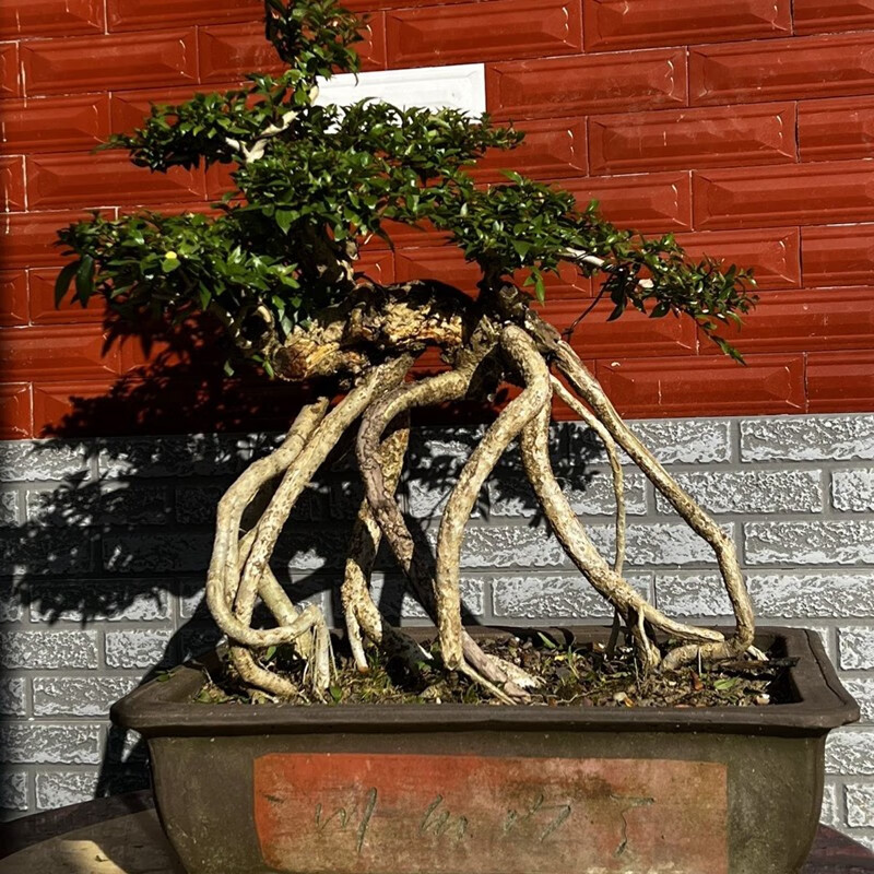 园水杨梅盆景提根造型精品开花结果耐热耐寒非常适合新手养庭院别墅