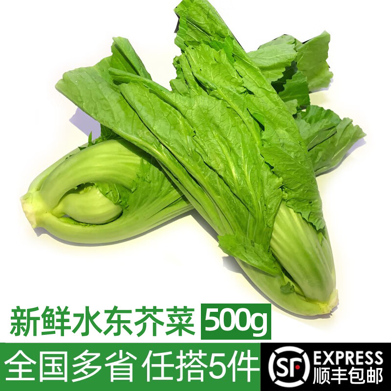 绿食者新鲜水东芥菜500g 卷心芥菜包心芥菜盖菜腌酸菜泡菜蔬菜 农家