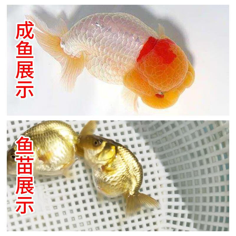 淡水活体水族宠物鱼小尾兰寿活鱼 5-6cm红白寿兰寿苗精品待转色1尾