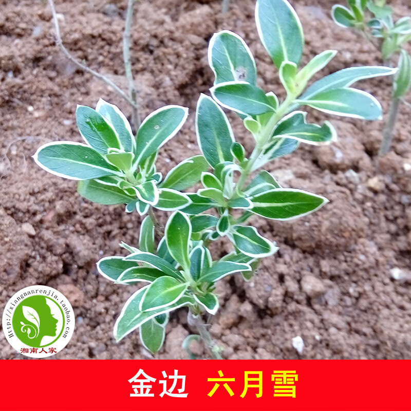 紫花 相关京东优惠商品 价格图片品牌优惠券 虎窝购