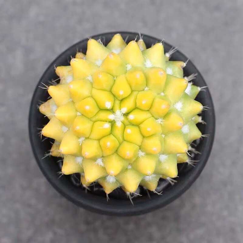 沭之美瑞璽【迎春錦】迎春超大仙人球自然錦開花仙人掌類多肉植物盆栽SN 迎春錦5-6cm 帶盆栽好