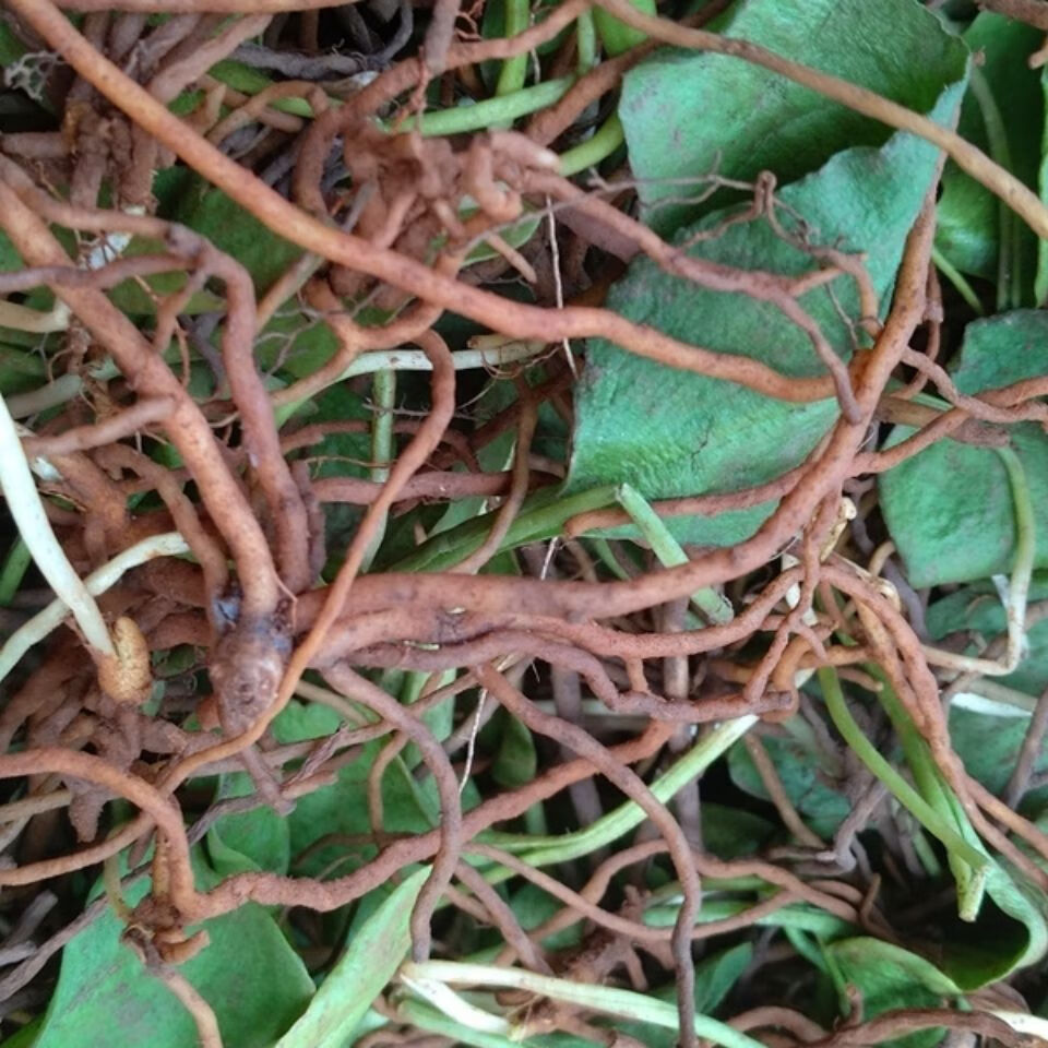 伟博贵州新鲜一支箭草药 中药材生鲜蛇吐须青藤瓶尔小草蛇舌草500g克