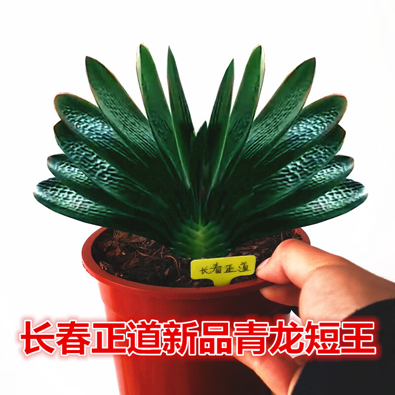 文静花坊  长春新品君子兰 青龙短王短叶麻脸油匠立板宽叶 坑纹盆栽