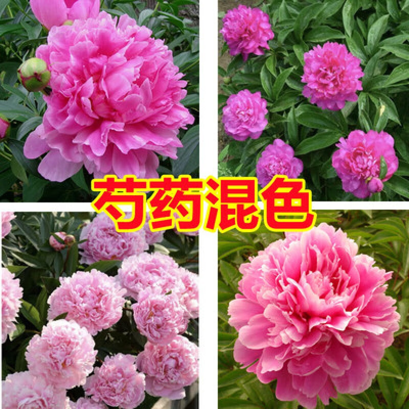 虹毅 芍药根块花苗室内外庭院四季易活开花多年生重瓣植物盆栽 芍药