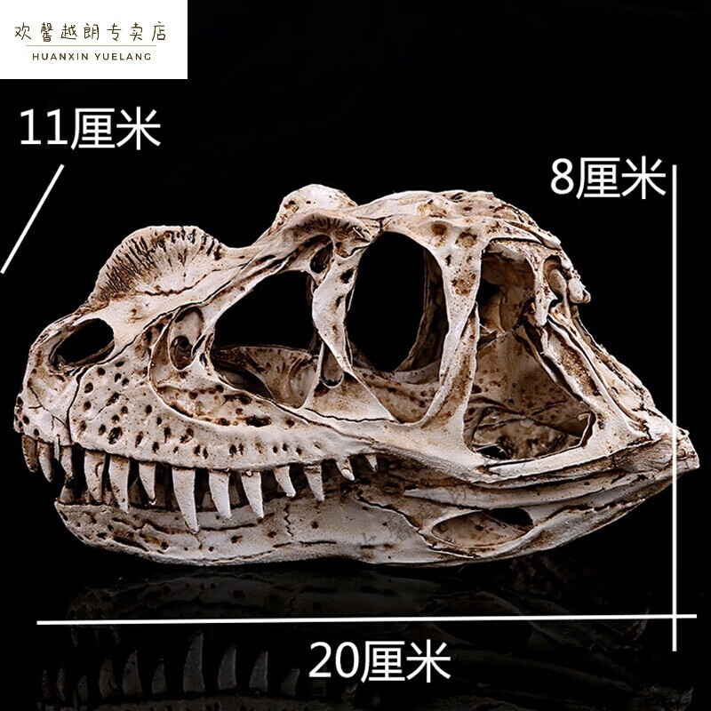 恐龙头化石动物骼模型狼头三角龙头摆件儿童房创意装饰品 角鼻龙头