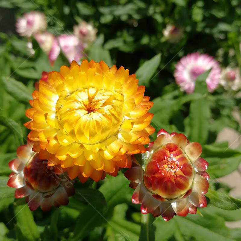 景喜麦秆菊种子腊菊干花菊景观绿化盆栽花卉观花种籽子切花耐寒种籽