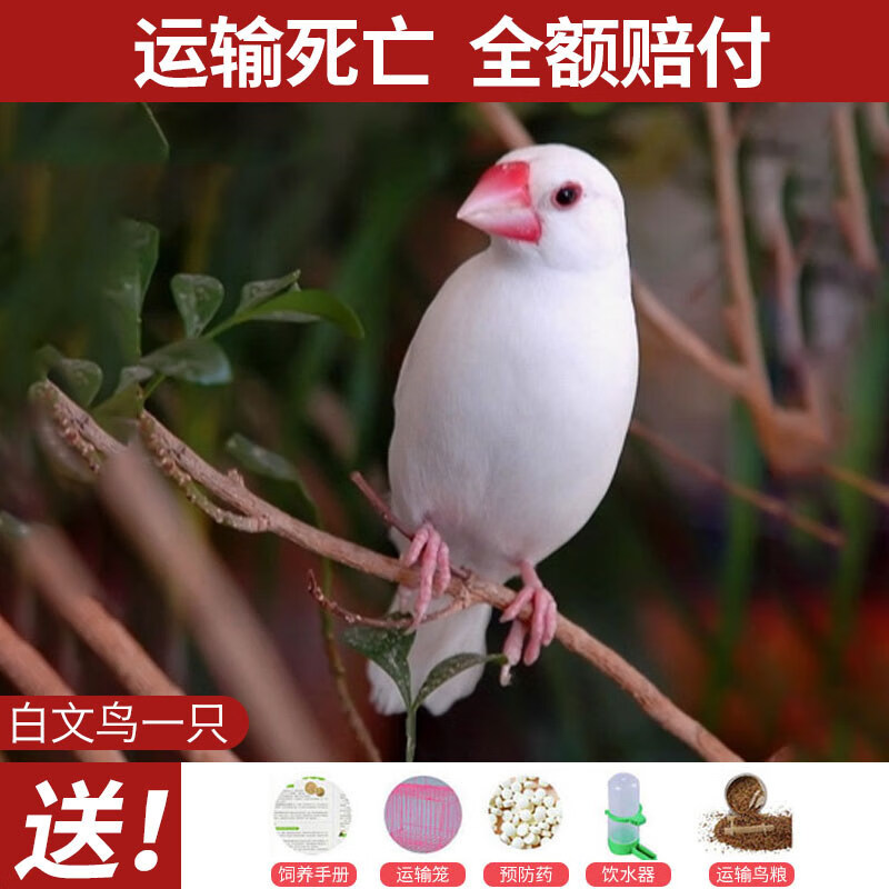 白文鸟一只(公母可选)