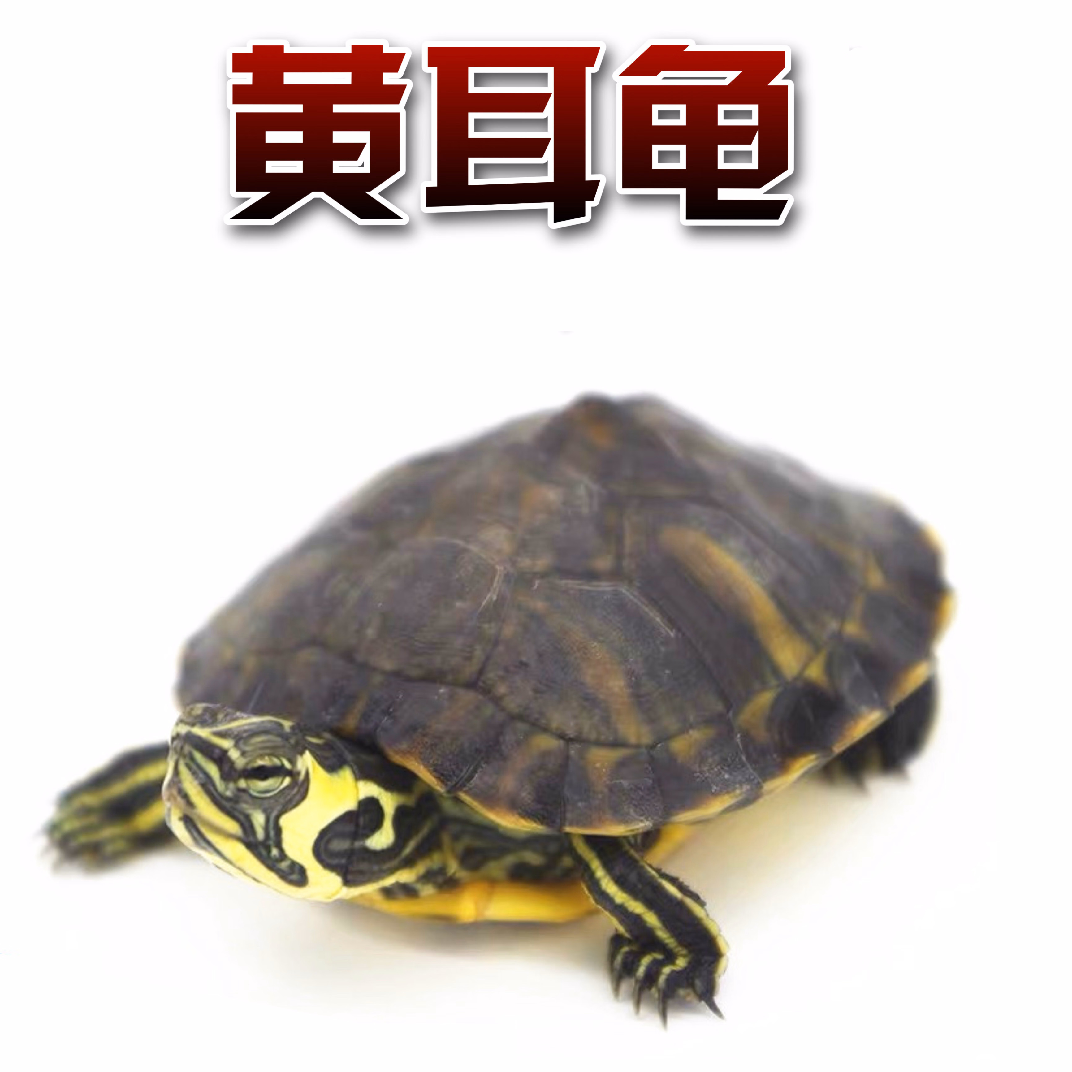 太空人宠物黄耳龟深水龟鱼缸混养水龟乌龟活物 长寿龟观赏龟 黄耳4