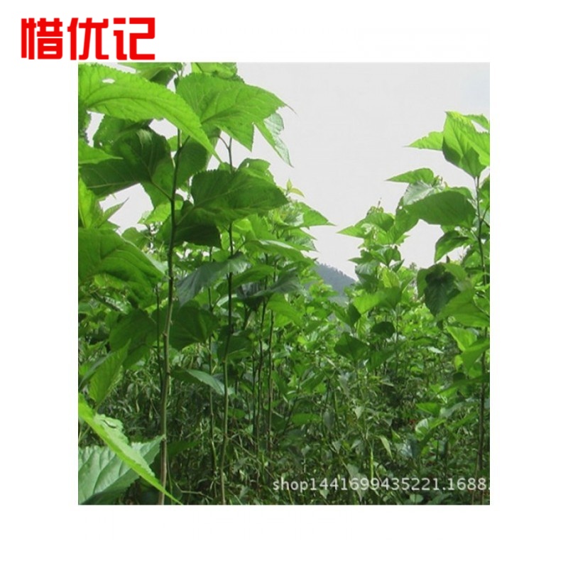 桑树苗 桑叶树苗 养蚕桑苗 桑叶农桑树苗 5年苗 50cm(含)-60cm(不含)