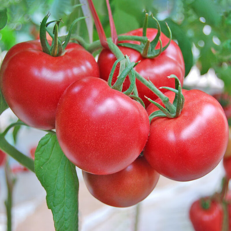 和利农春季春天蔬菜苗幼苗西瓜黄瓜茄子番茄西红柿辣椒春季蔬菜苗大全