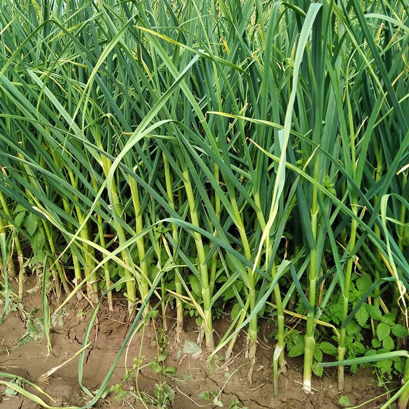 禧利郎现挖新鲜蒜苗农家自种当季蔬菜苔嫩青蒜苗 蒜苗 3斤 蒜苗 3斤