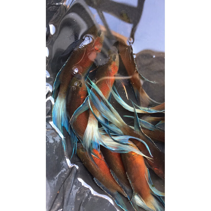 国斗普叉改良鱼国斗澳火不用打氧耐养 澳红7-8厘米公5-6厘米抱卵母