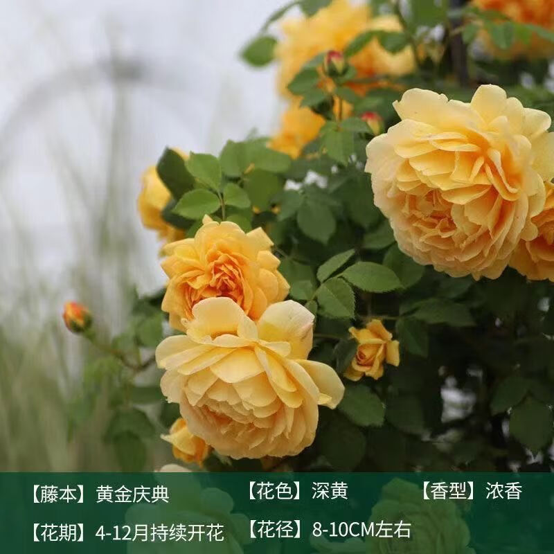 藤本月季花苗特大花卉盆栽爬墙植物庭院玫瑰 【黄金庆典】爬藤大花 中