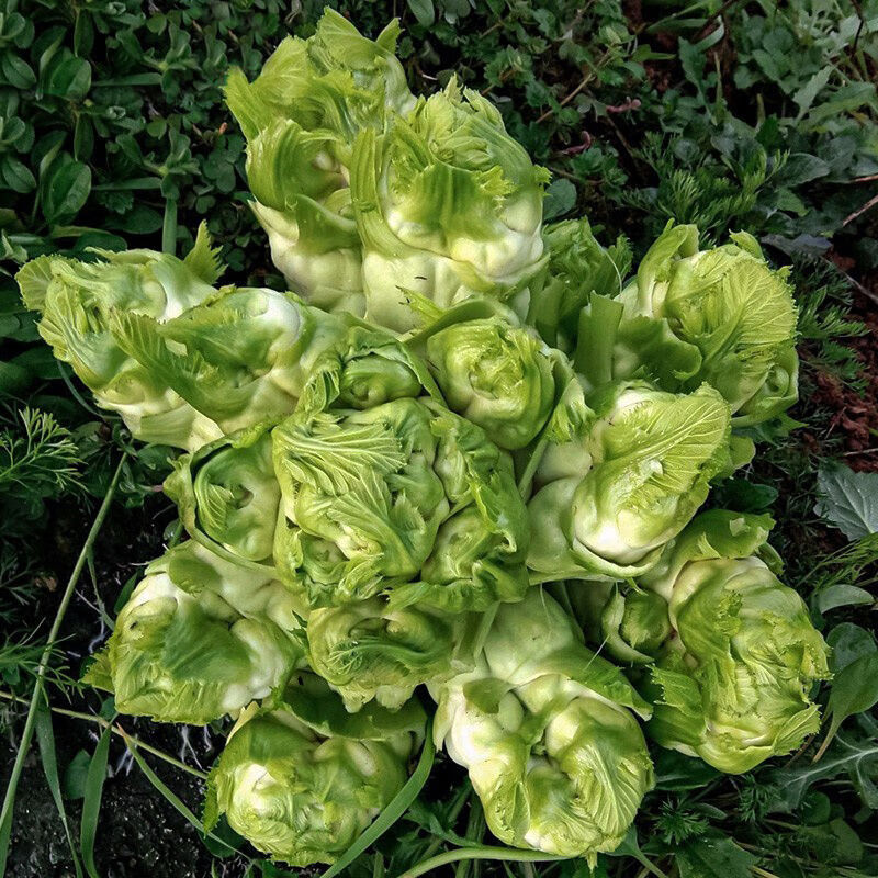 四川儿菜新鲜蔬菜嫩儿仔农家自种抱母菜现摘现发5斤3斤1斤 3斤装(整颗