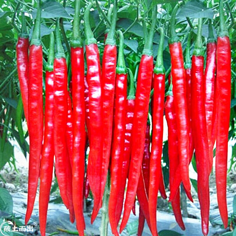 神禾摘不败美人椒辣椒树种子苗种苗春季蔬菜苗  美人椒种子50粒【香辣