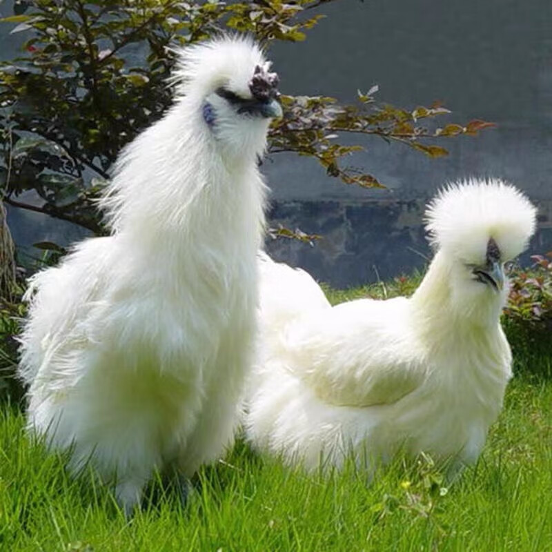 仟芸泰和乌鸡活苗白凤乌鸡活体半大鸡五黑鸡乌骨鸡脱温苗小鸡活苗