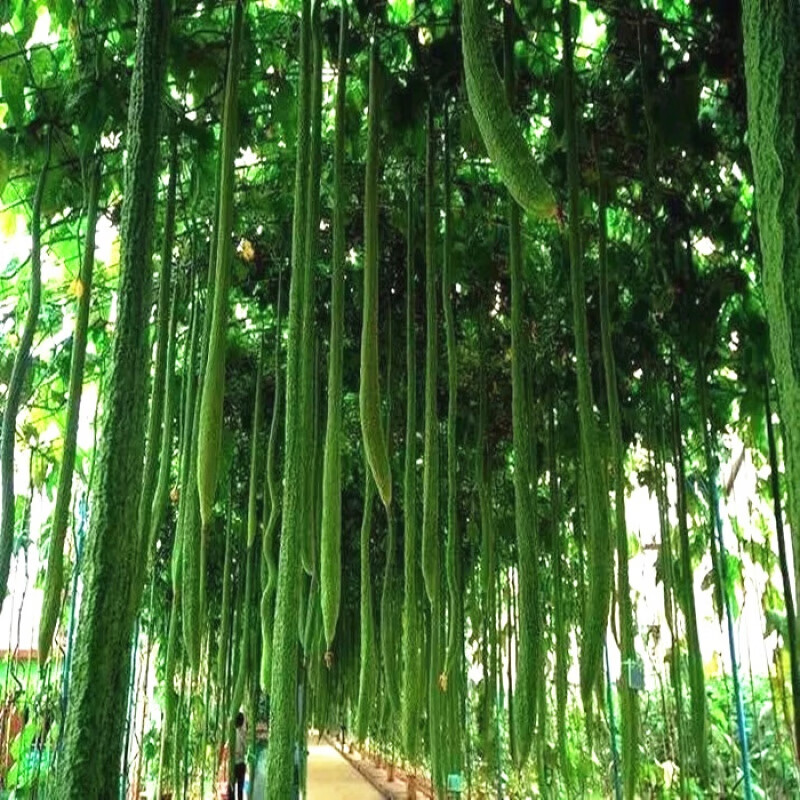 京东花草林木类历史价格在线查询|花草林木类价格比较