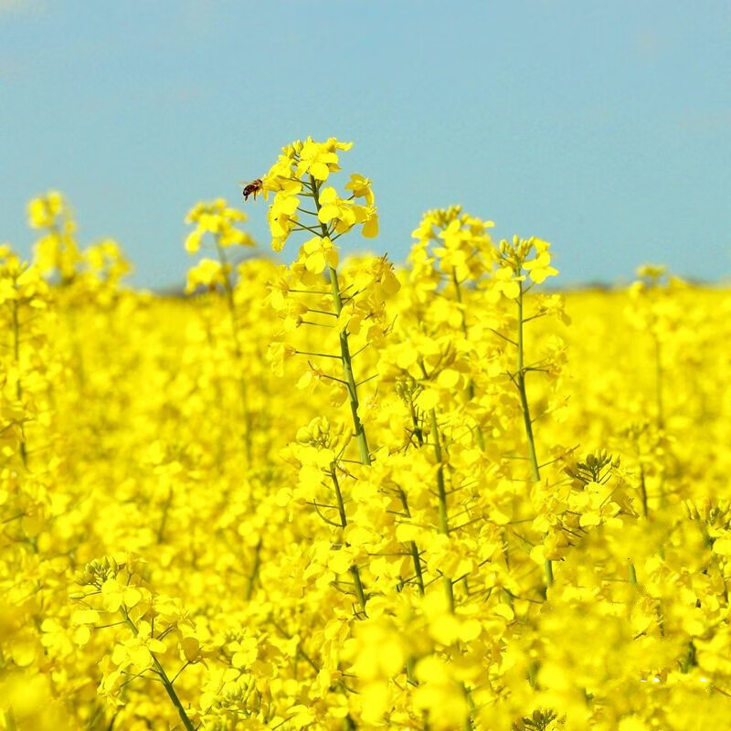 食用榨油油菜籽高产生长快速四季播种耐寒花卉 观赏油菜花种子50克