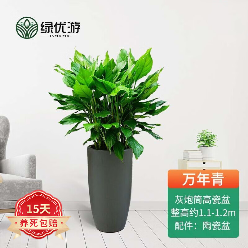 绿优游 青叶万年青盆景客厅办公室内摆放大叶四季常青 哑光灰炮筒高瓷