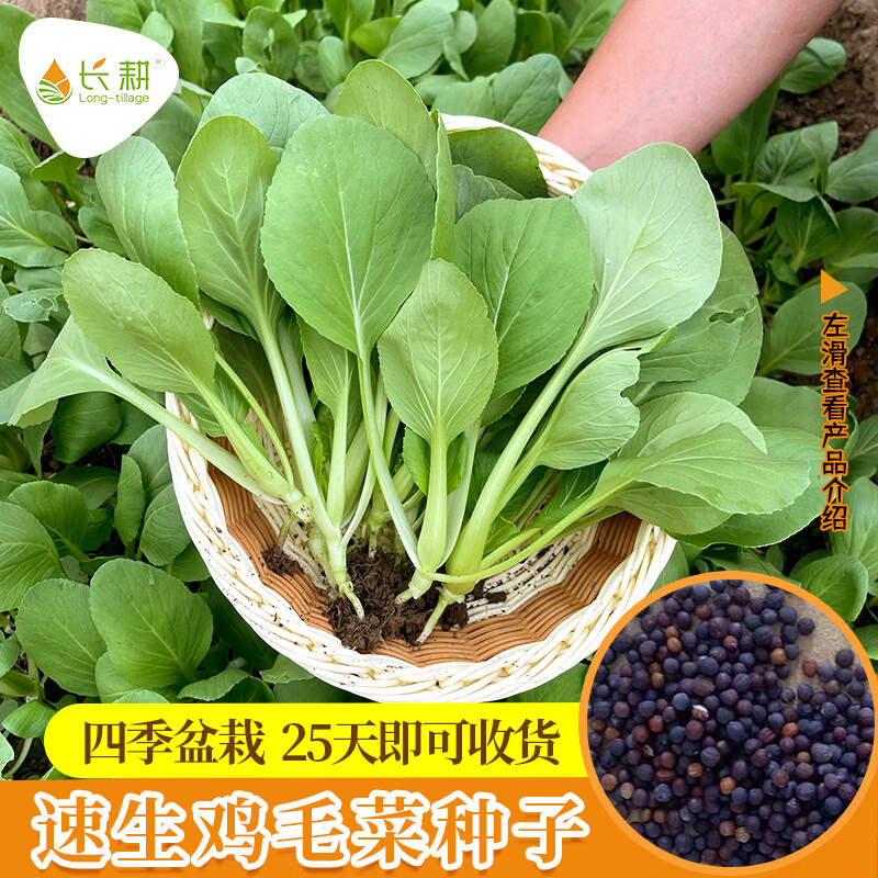 长耕上海鸡毛菜种子四季小白菜油菜菜籽种阳台盆栽蔬菜种孑青菜种籽苗