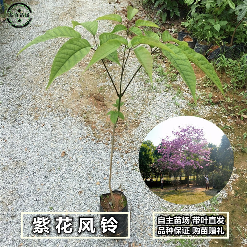 花姬  紫花风铃木树苗 多花粉花风铃木小苗别墅庭院公园风景树 【紫花