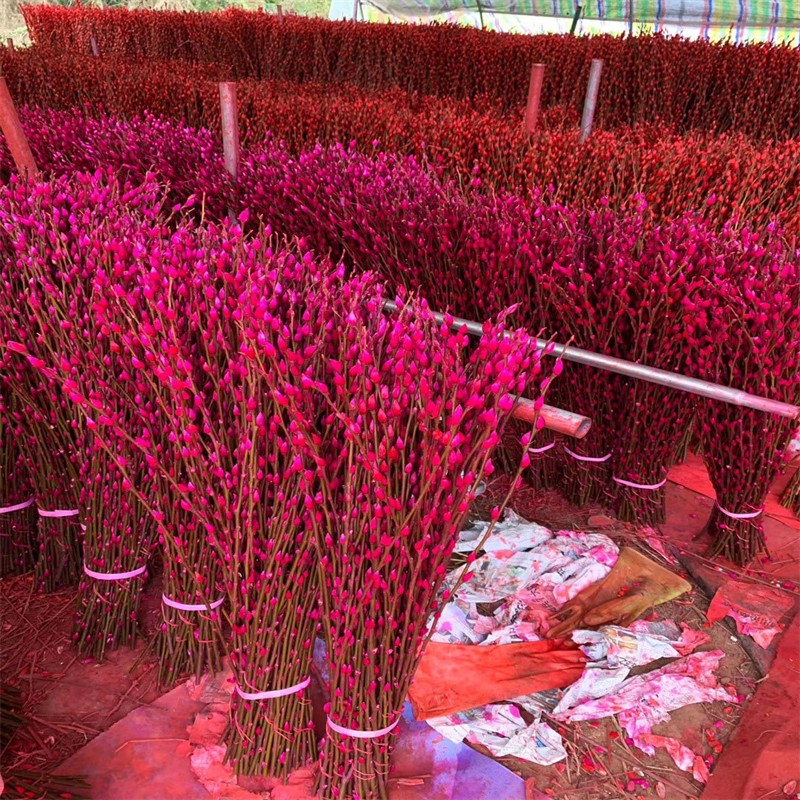 莱杉银柳七彩柳 银柳七彩柳厂家基地直发种植年宵花插花 20只 40cm （红色）