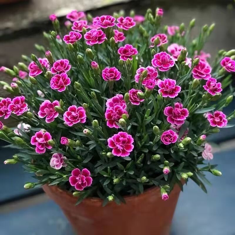 clcey欧石竹初吻蜜桃派多年生花卉阳台地栽室内庭院草坪耐寒四季开花