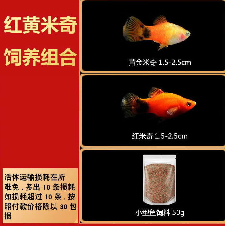 墨一胎生鱼玛丽鱼皮球鱼观赏鱼黑玛丽球小型淡水热带