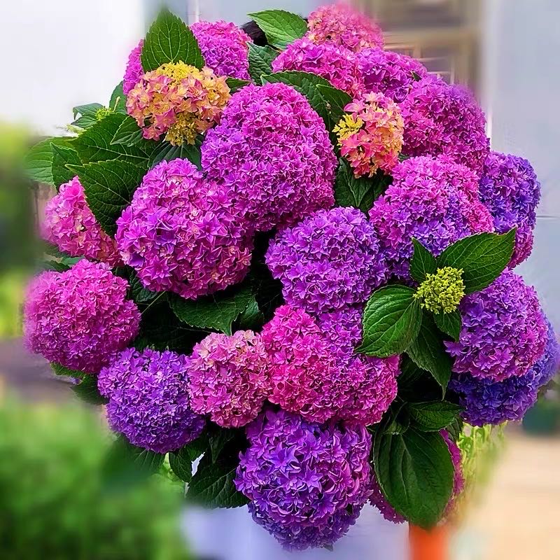 CLCEY新品种绣球花苗盆栽四季开花无尽夏花卉植物室内大花带花苞包开花 6.紫罗兰中苗【带盆栽好】包开花 含盆