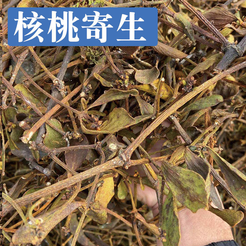核桃寄生 中药材 核桃树寄生 广西桑寄生茶干品 新鲜 核桃寄生(500克)