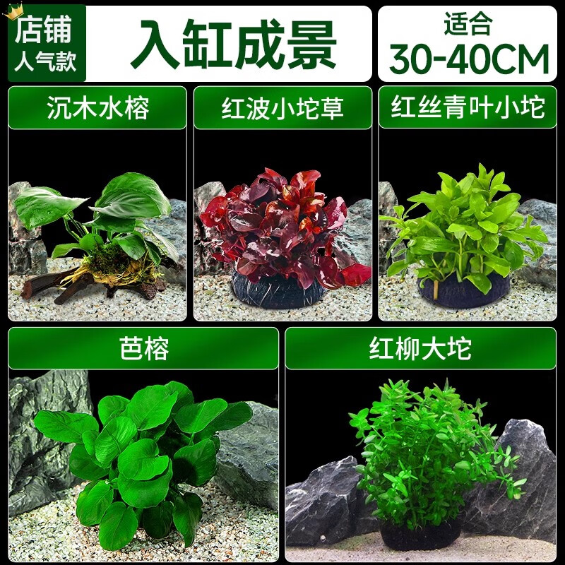 瘋狂水草（FKSC）魚缸水草真水草凈化底部水草坨草水榕皇冠草趴地矮珍珠直接入缸 直接入缸水草【5棵】適合30-40缸
