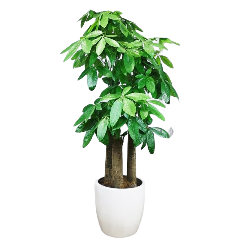 ܽ԰СʱֲںؿҵǨ ߷