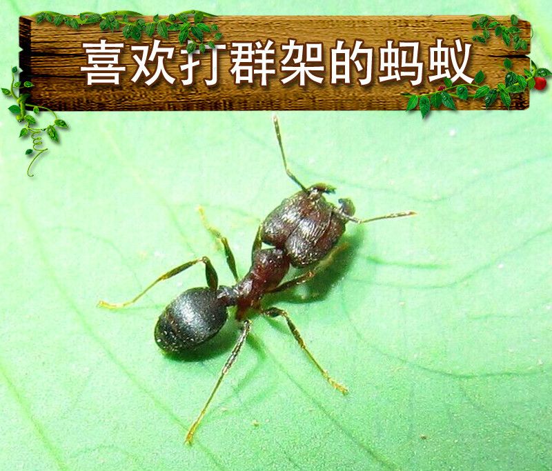 麦基乐伊大头蚁pheidole yeensis家园工坊森城堡 13后50工