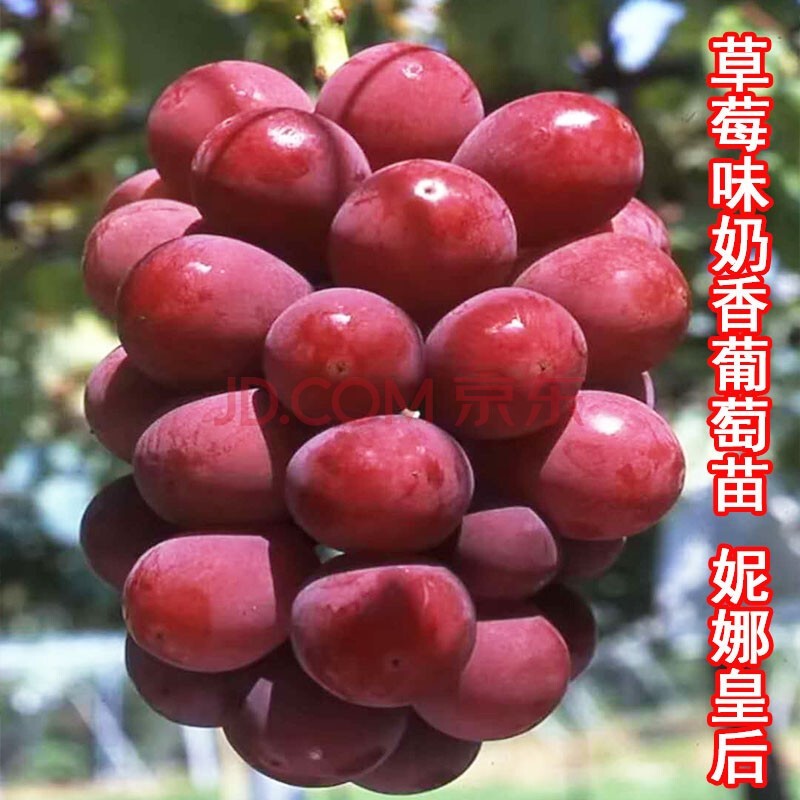 新品种特大葡萄树苗草莓味大果妮娜皇后葡萄苗南北方地栽盆栽种植妮娜