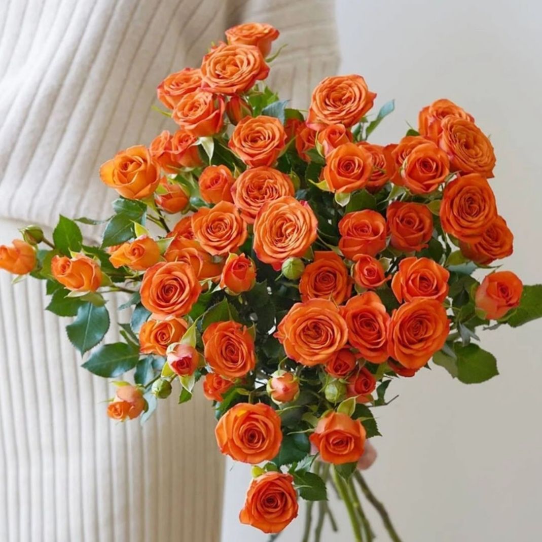 新品盆栽切花玫瑰当年开花量大新手种植病庭院月季 橙色芭比