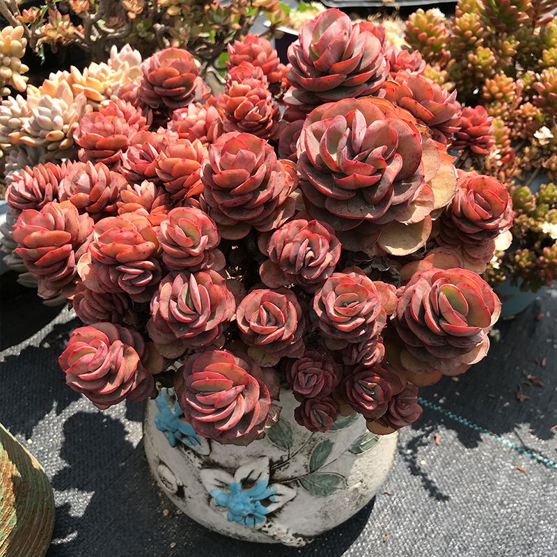 阑兮阁多肉植物老桩特大捧花 小叶秀妍[大群生13cm左右老桩] 不含盆