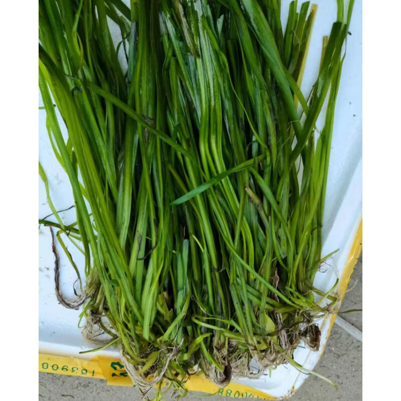 姜北苦草长叶矮生四季常绿鲜苗虾蟹鱼养殖专用增氧净化水质扁担草 四