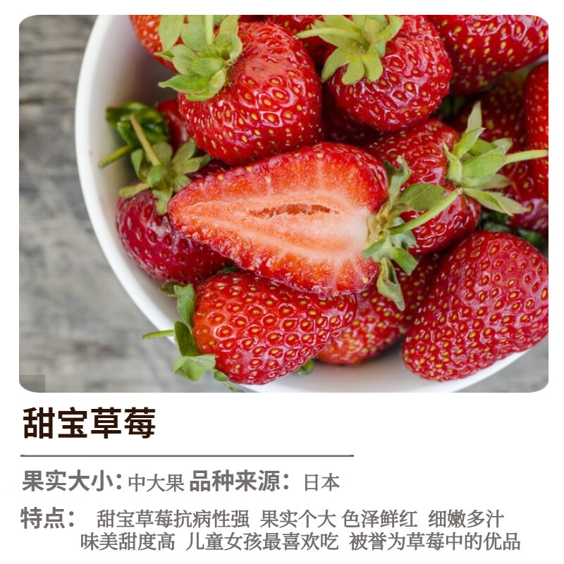 欧悟 四季草莓苗 奶油草莓秧大棚种植草莓树苗庭院阳台盆栽地栽果树苗