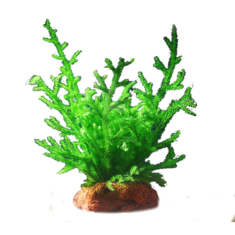 ʤ�����ˮ��ֲ��ֱ�������ˮ�ݾ�����ڲ�������������ˮ���쾰 ����С�Źڡ����ɰ/����ֲ��