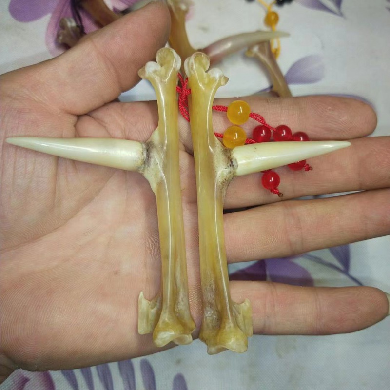 文玩鸡蹬子 鸡爪骨手把件鸡蹬骨子鸡爪骨把件老鸡拐子抓钱手文玩 玉