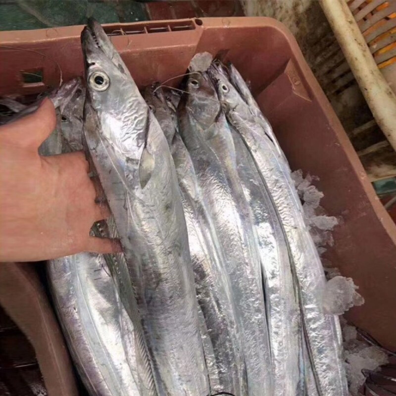 魃鲜  东海现捕带鱼新鲜大钓带鱼一斤一条刀鱼大号整条国产东海带鱼