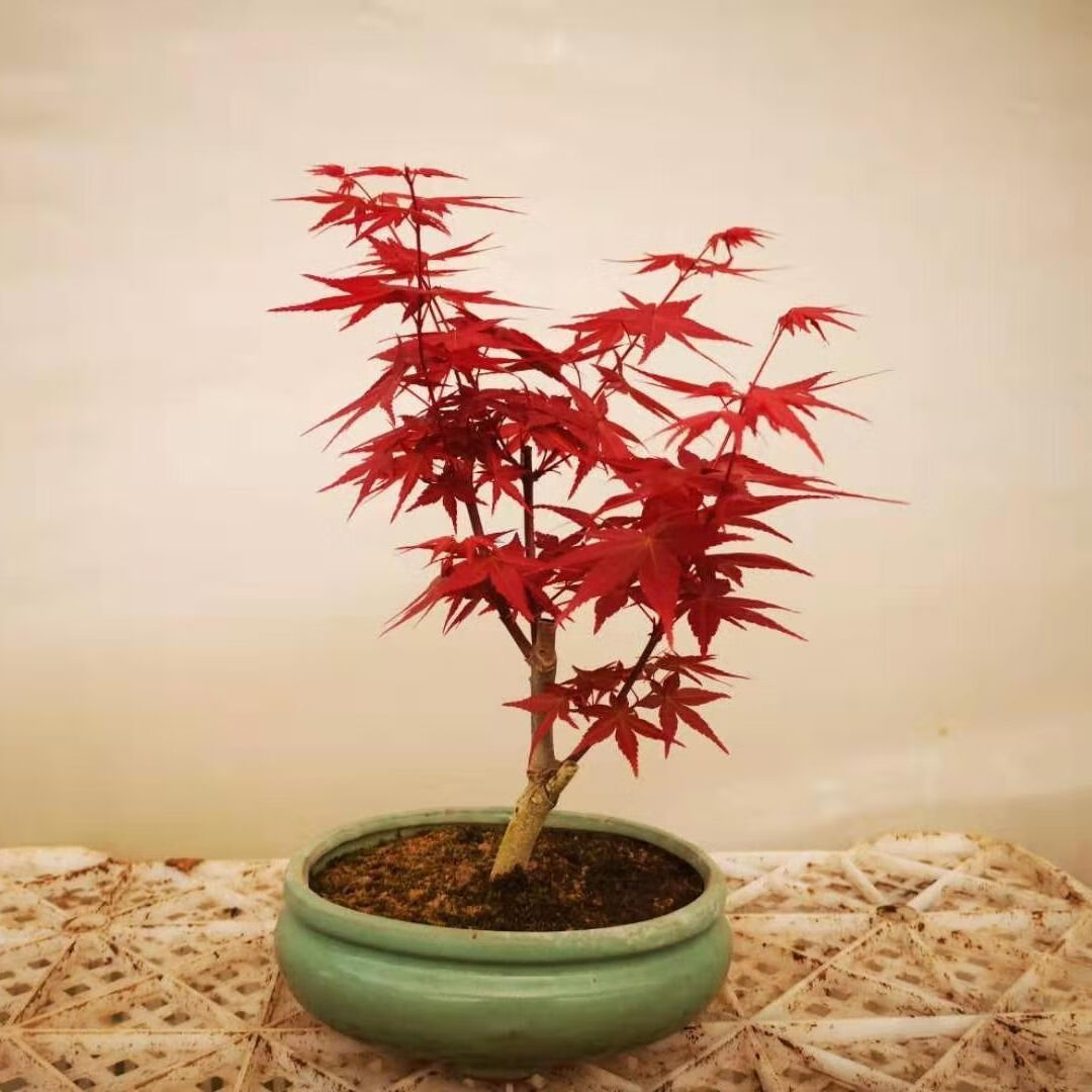 矮桩红枫盆景中国红枫日本红枫红舞姬室内客厅盆栽好养活观叶植物 红