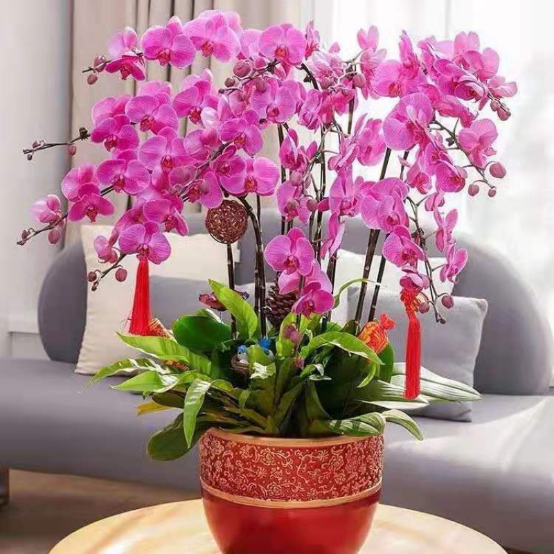 花剑大花蝴蝶兰室内盆栽花苗花卉客厅四季开花 精品紫玉【四季开花】