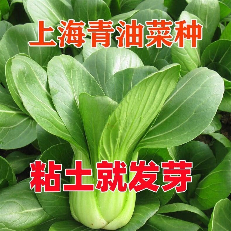 强丰禾圣上海青种子小青菜籽蔬菜种子油菜阳台园艺四季播全国种植适应