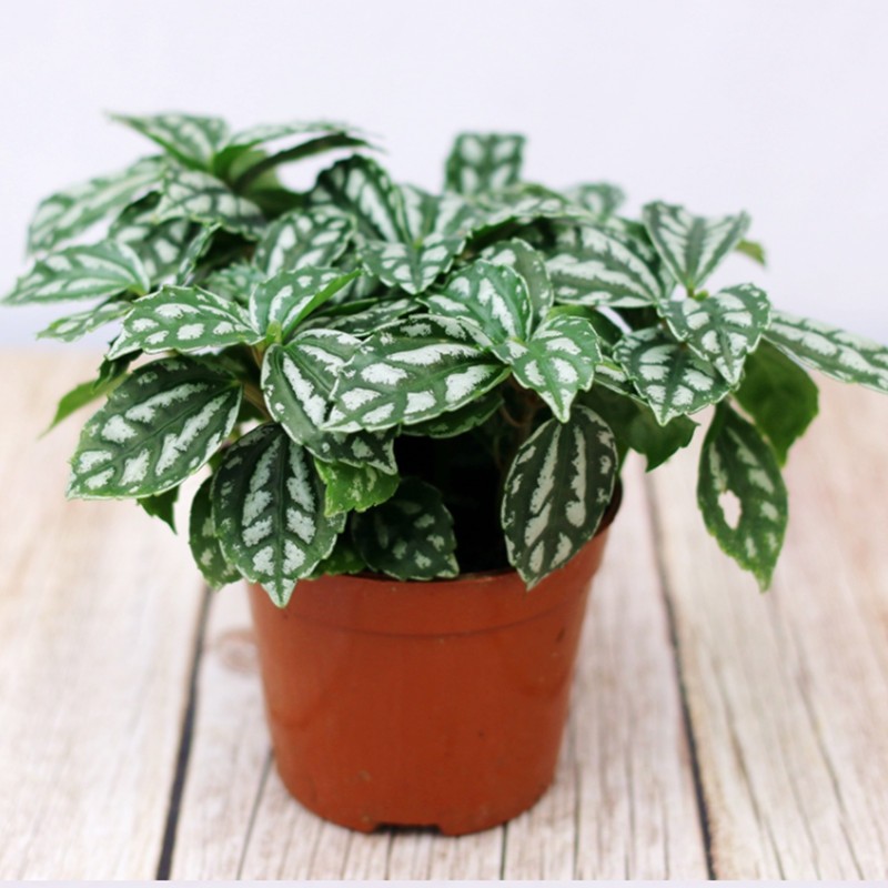 孙凯(sunkai)冷水花盆栽冷水植物室内外四季常青阳台盆栽 冷水花育苗